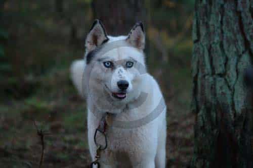 2004 Sled Dog Rally Season