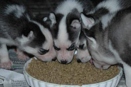 Snopeak's Bedrock Litter
