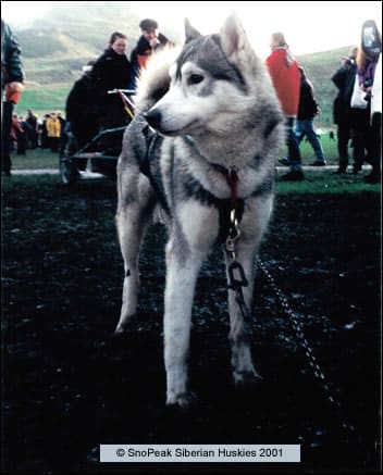 Edinburgh's Hogmanay - Dogmanay 2001