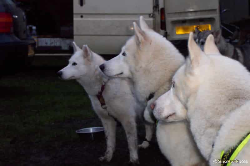 Edinburgh's Hogmanay - Dogmanay 2003