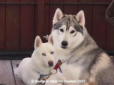 Discovery Point Husky Fundraiser