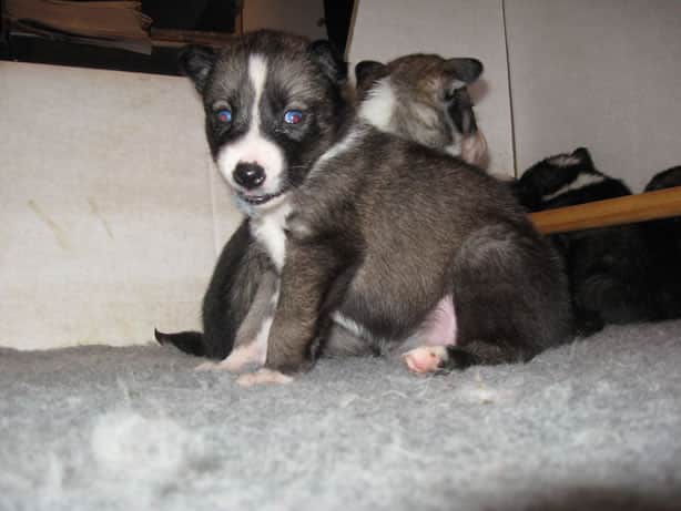Snopeak's Seppala Litter