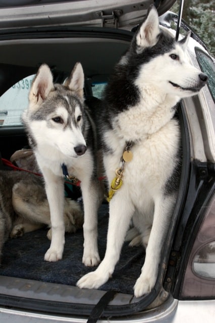 SHGB Aviemore Sled Dog Rally 2007
