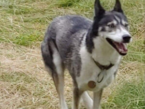 Snopeak Racing Team - Amani