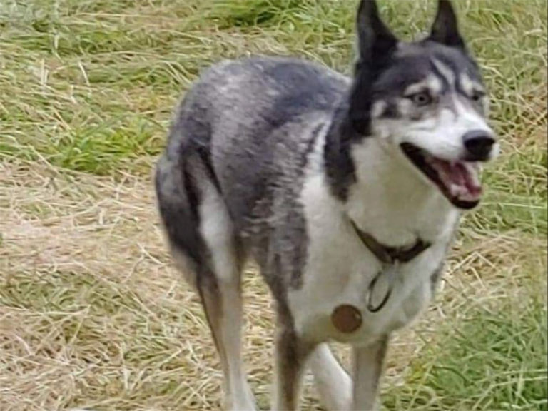 Snopeak Racing Team - Amani