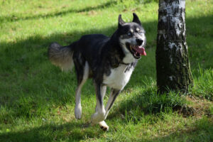 Snopeak Racing Team - Chemukh