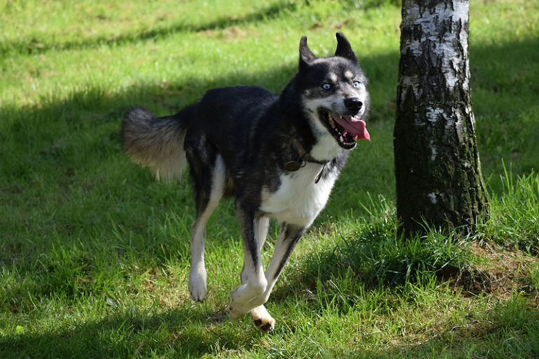 Snopeak Racing Team - Chemukh