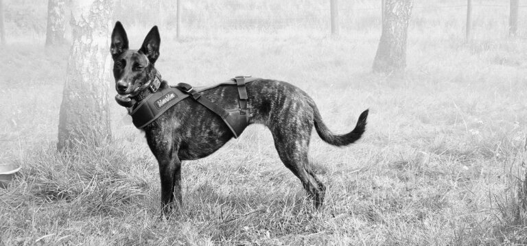 Snopeak Racing Team - Honey