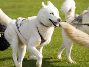 Snopeak Racing Team - Kamots