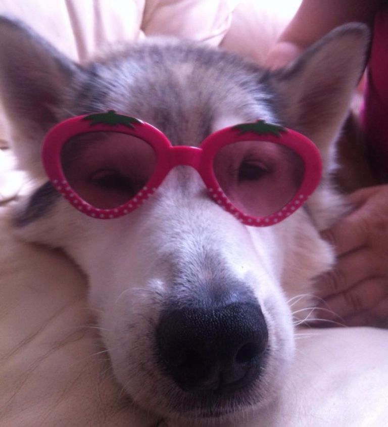 Snopeak Racing Team - Kavik