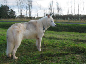 Snopeak Racing Team - Lakota