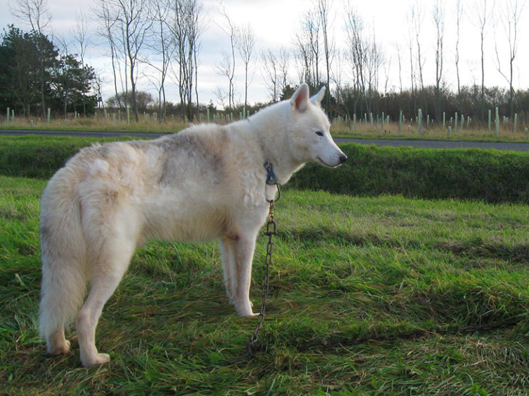 Snopeak Racing Team - Lakota