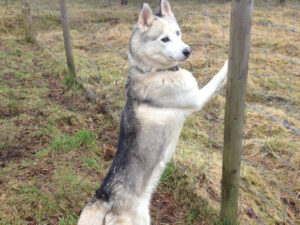 Snopeak Racing Team - Matomo