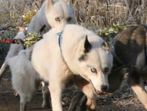 Snopeak Racing Team - Pebbles