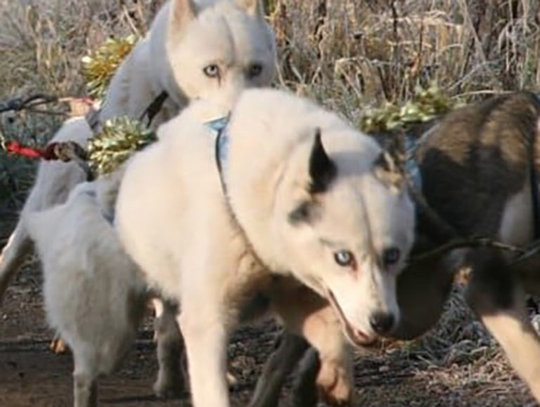 Snopeak Racing Team - Pebbles