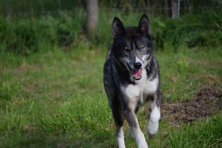 Snopeak Racing Team - Piyip