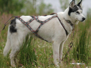 Snopeak Racing Team - Rosie