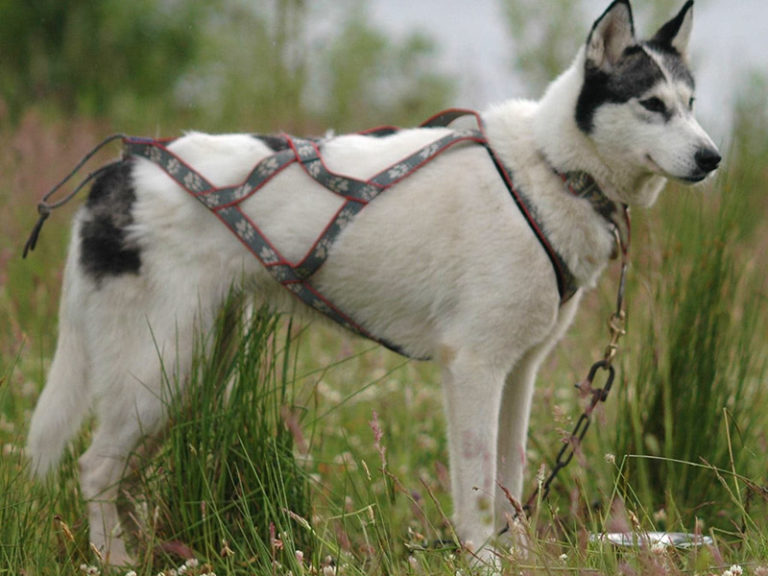 Snopeak Racing Team - Rosie