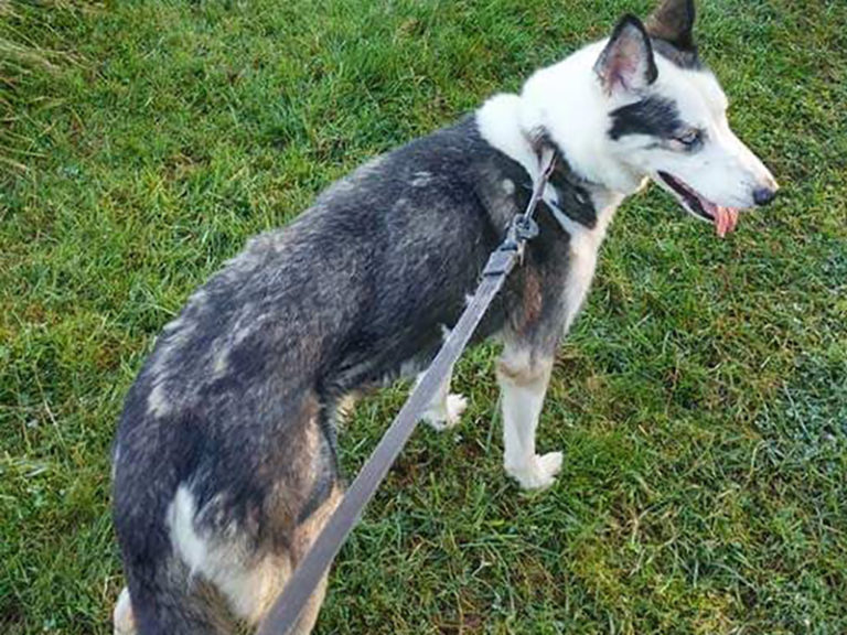 Snopeak Racing Team - Wyakin