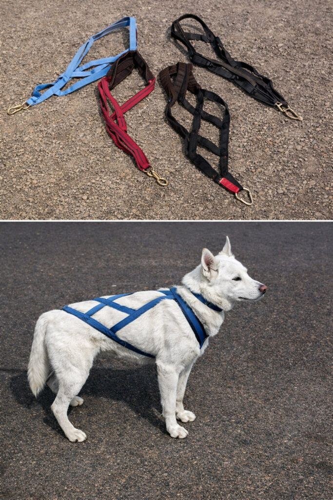 Dog pulling harness and equipment.