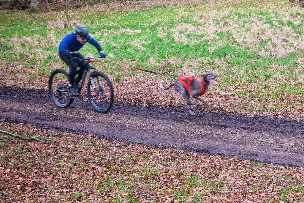 Bikejoring with greyhound dog