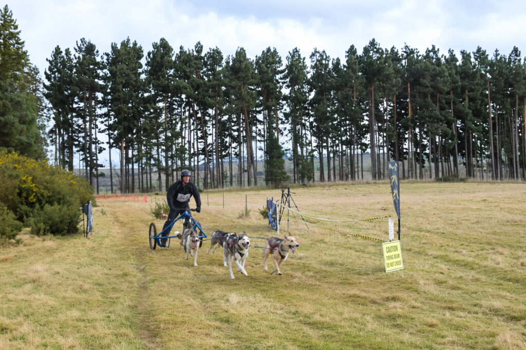 Dog sled racing event outdoors