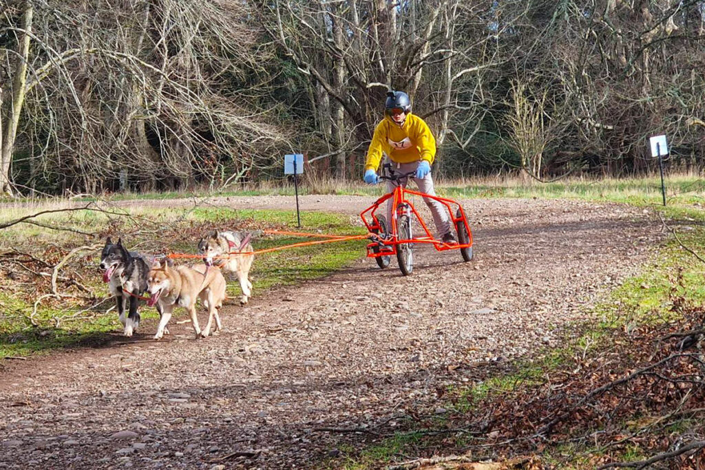 Dryland dog sledding with rig
