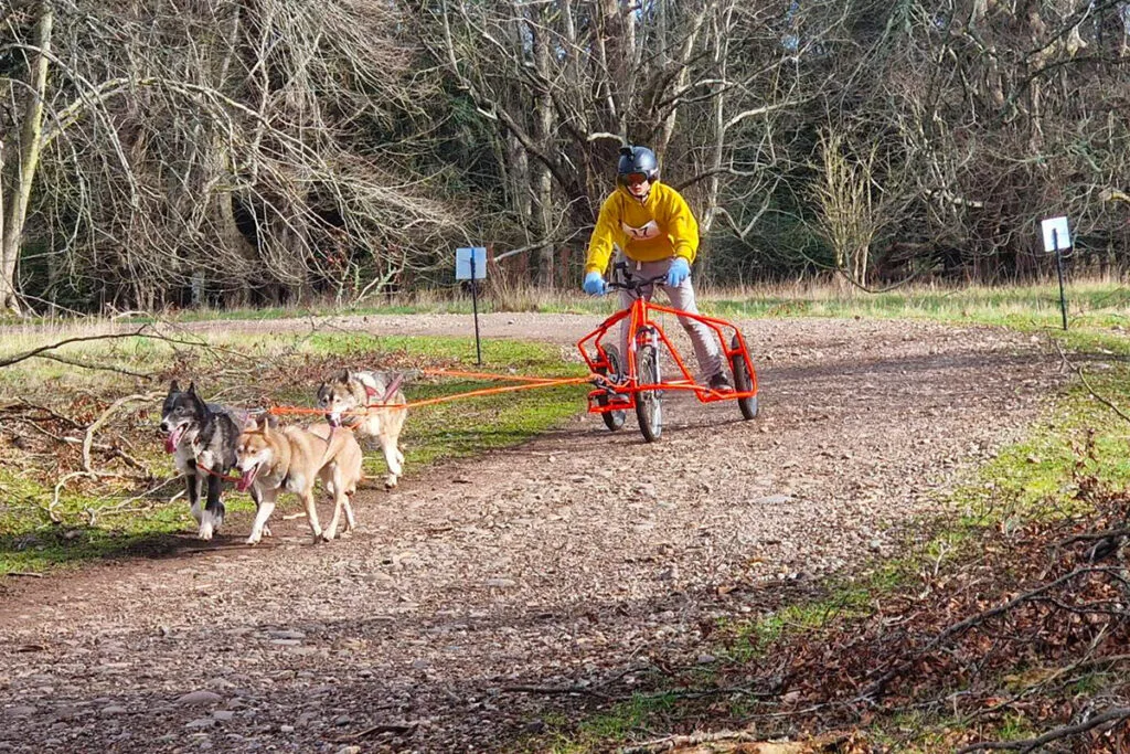 Dryland dog sledding with rig