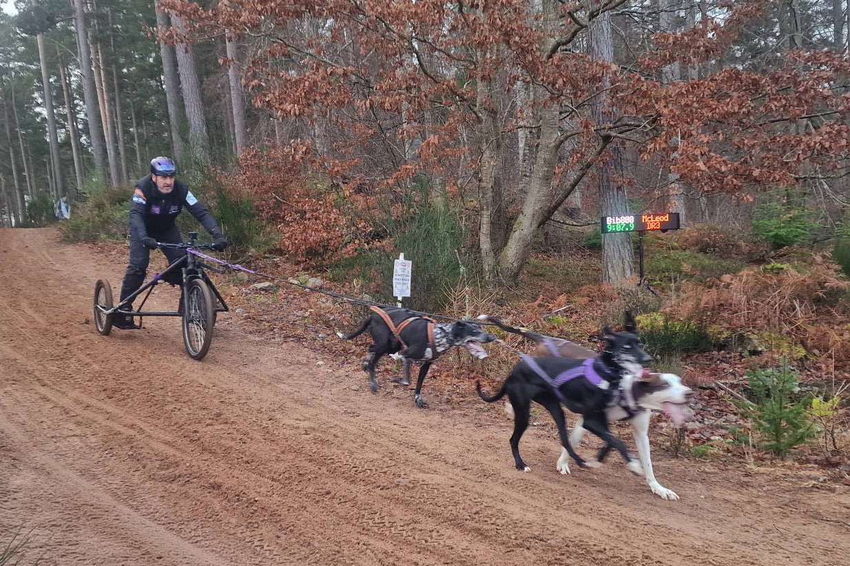 Sled dog finish line.