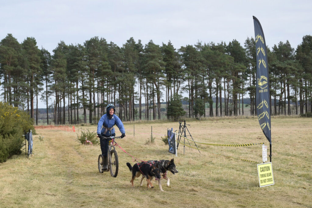 Scooter rider with dogs pulling